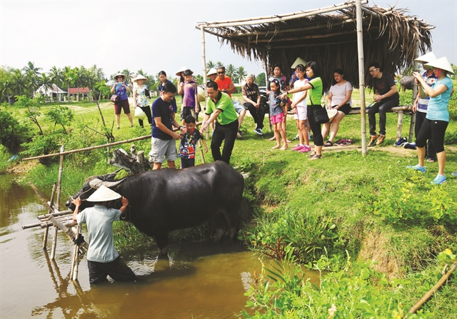 Чан Ван Коа (третий слева, в зеленой футболке) показывает своим посетителям, как ездить на буйволе. Фото: Jack TrầN Tours