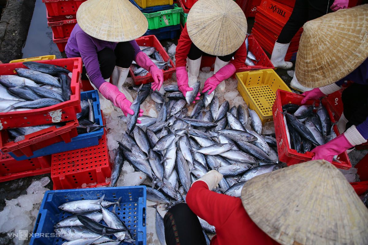 Рыбный базар. Рыба на рынке. Sea Market.