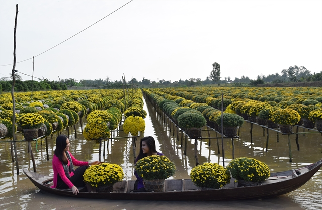 Сезон цветения хризантем в Sa Dec Flower Village привлекает сотни посетителей. Фото: ВНА/ВНС