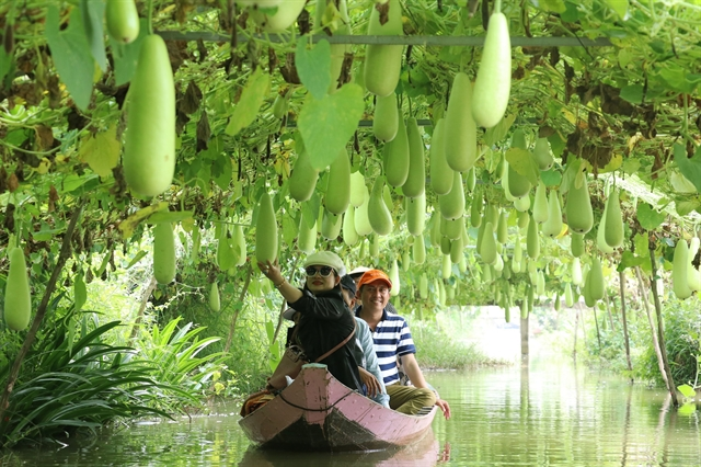 Посетители могут совершить экскурсию калабашский (тыква горлянка) сад  в провинции Донг Тхап. Фото: ВНА