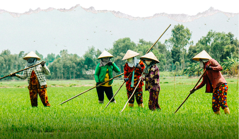 Фермеры дельты Меконга связали свою жизнь с рисом. Фото: Chi Quoc / Tuoi Tre