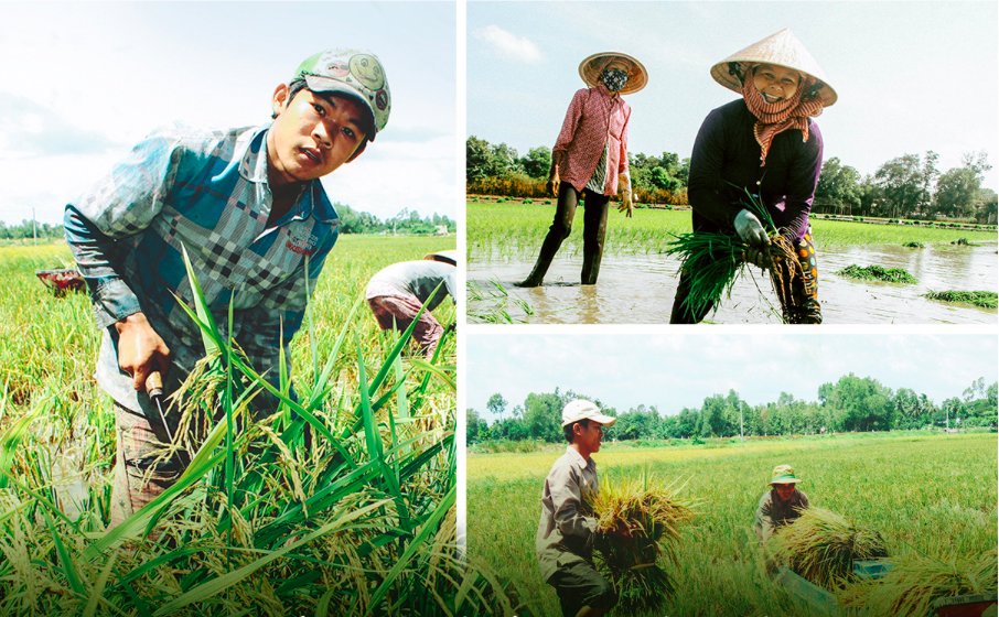 Сбор урожая риса вручную в дельте Меконга. Фото: Chi Quoc/Tuoi Tre