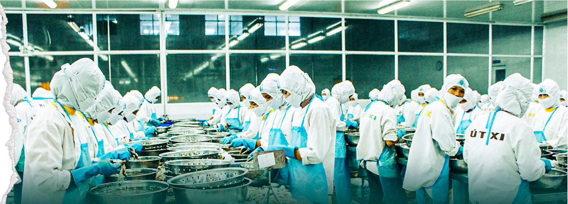 Внутри фабрики по переработке креветок в провинции Сок Чанг. Фото: Chi Quoc/Tuoi Tre