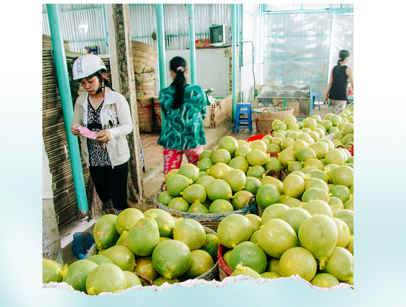 Помело с зеленой кожурой - это самый популярный фрукт в дельте Меконга. Фото: Chi Quoc / Tuoi Tre