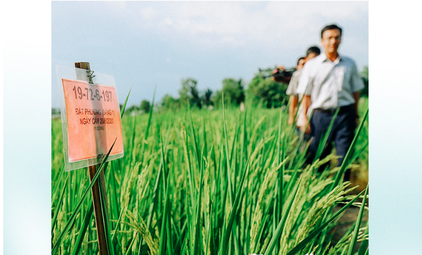 Поле для изготовления образцов семян в провинции Ка Мау. Фото: Chi Quoc/Tuoi Tre
