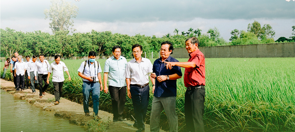 Хо Куанг Куа (в красной рубашке) знакомит должностных лиц провинции Бак Лиеу с его рисом ST24 и ST25 на своем поле в провинции Сок Чанг. Фото: Chi Quoc / Tuoi Tre