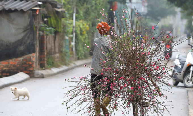Уличный торговец продает цветы персика, распространенное украшение Тэт в северном Вьетнаме, в Ханое перед Тэт в январе 2019 года.