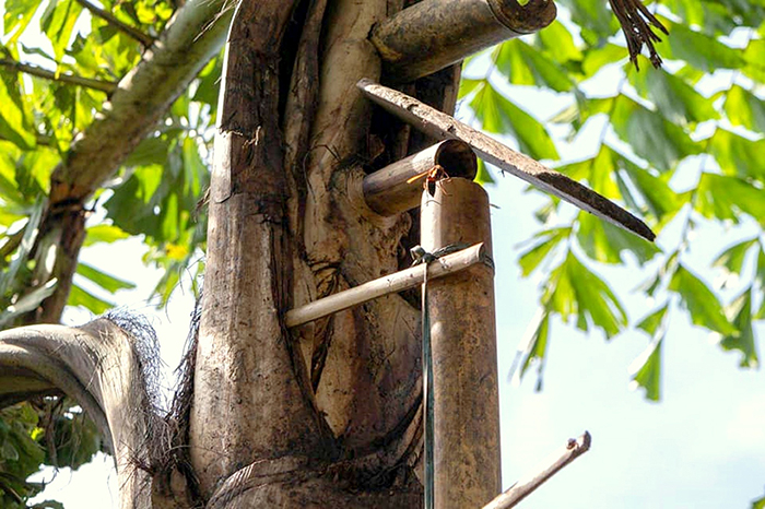Бамбуковые трубки, используемые при извлечении смолы.