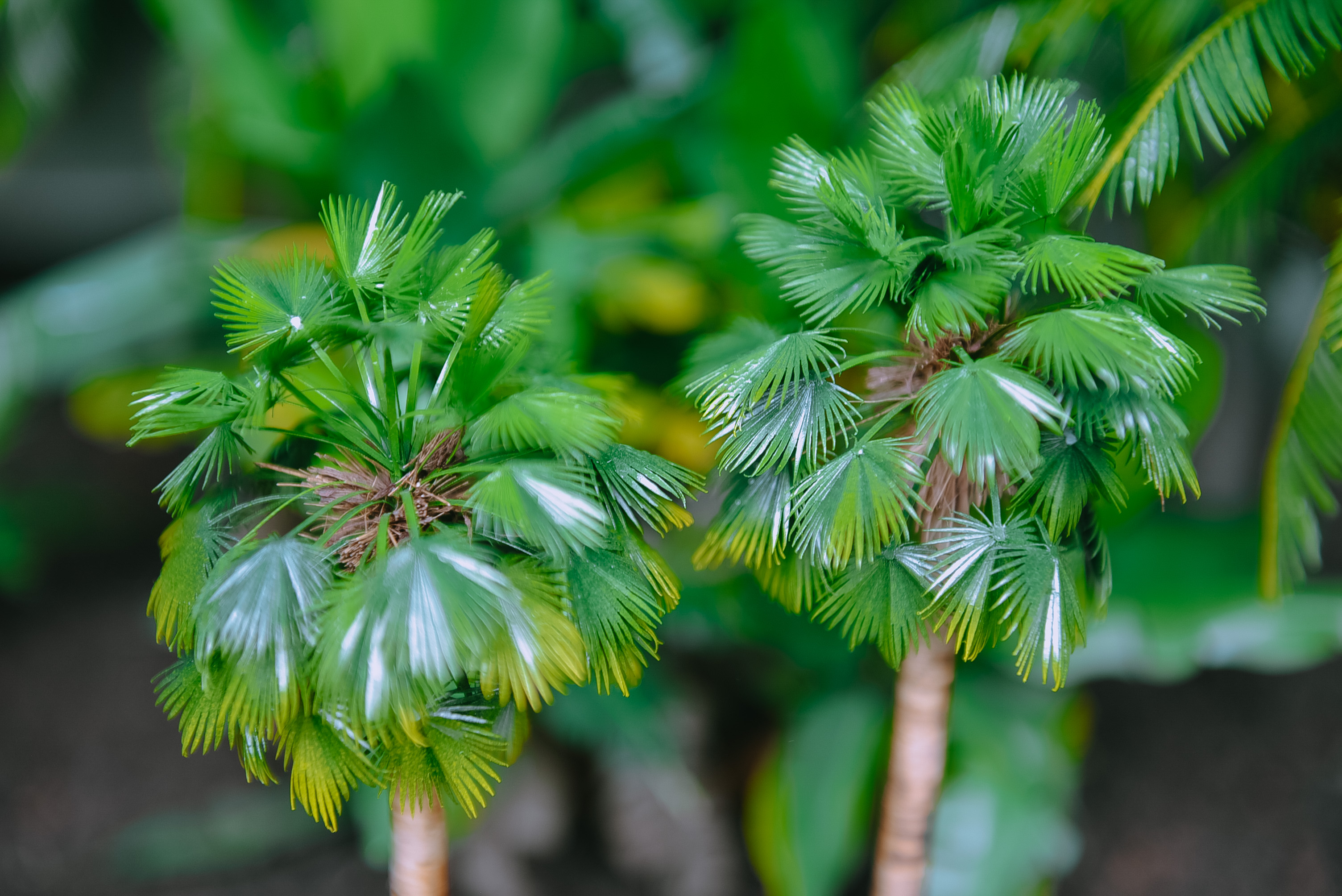Пальмы в миниатюрном саду Ле Ми Дам в Хошимине. Фото: Tuoi Tre News