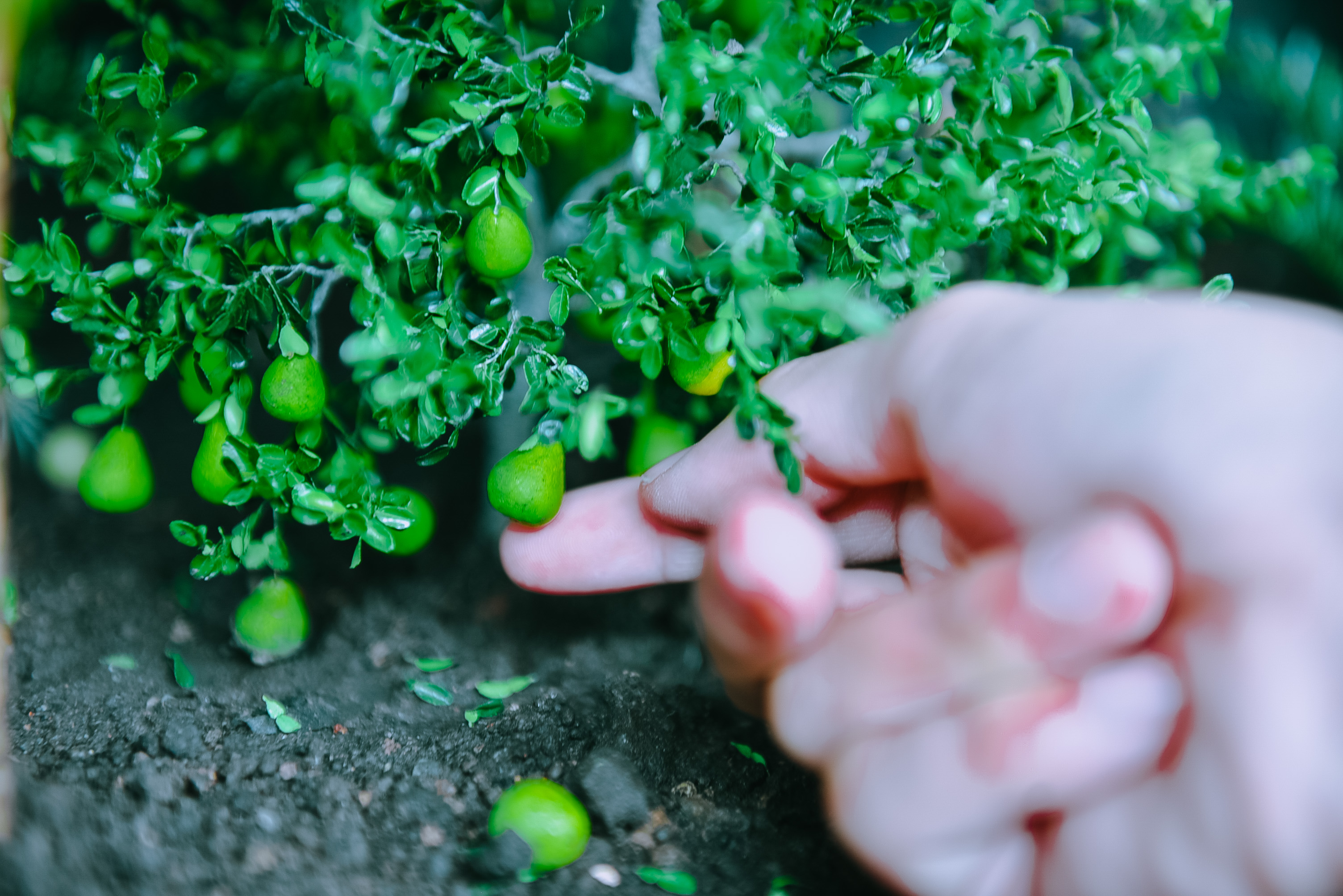 Крошечные помело в крошечном саду Ле Ми Дам в Хошимине. Фото: Tuoi Tre News