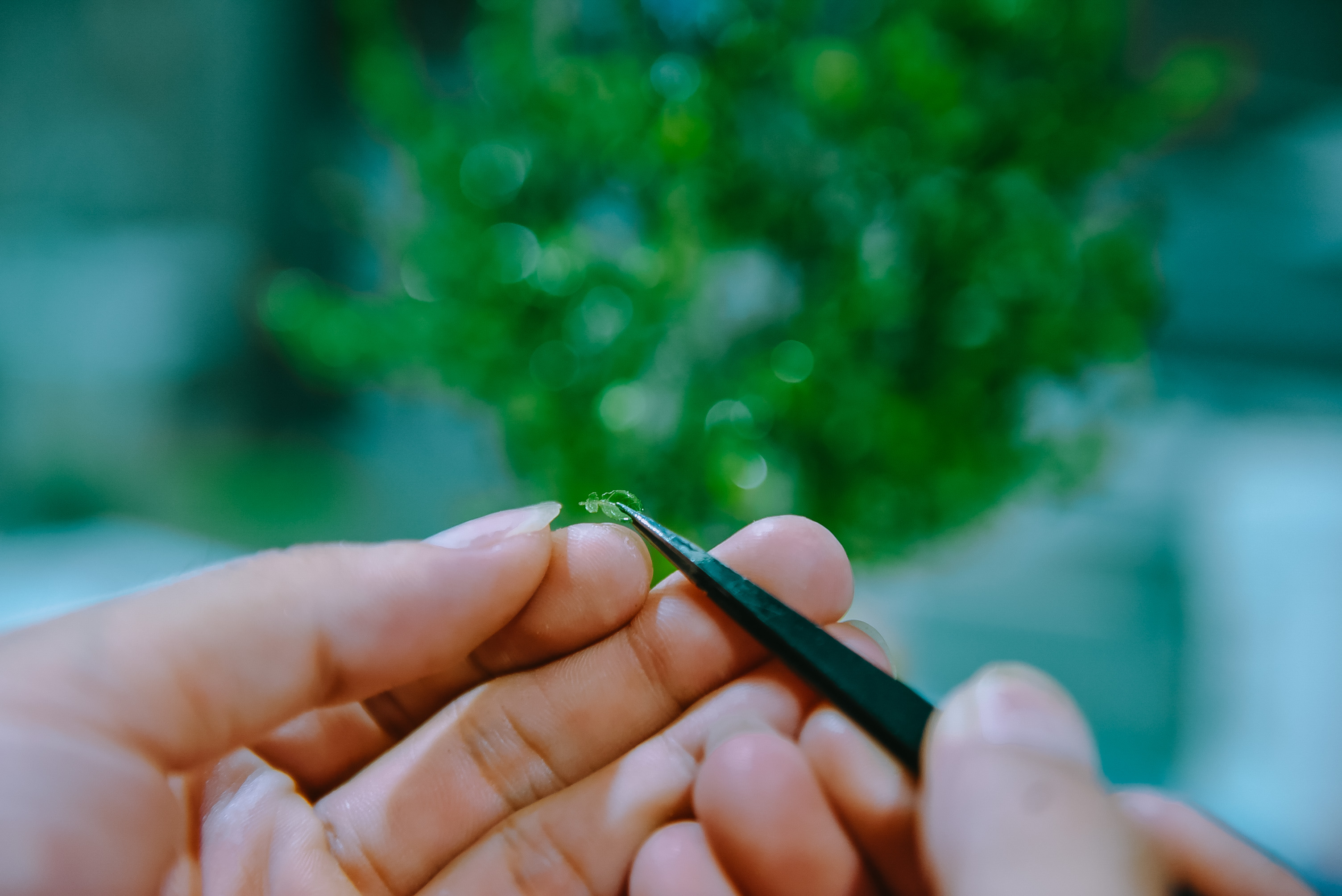 Ле Ми Дам работает над крошечным листом для дерева помело в своем миниатюрном саду в Хошимине. Фото: Tuoi Tre News