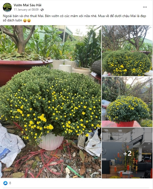 Ферма орхидей Sáu Hải в районе Тху Дык города Хошимина рекламирует цветы для Тэта на своей странице в Facebook. Продавцы цветов в этом году делают упор на онлайн-продажи. 