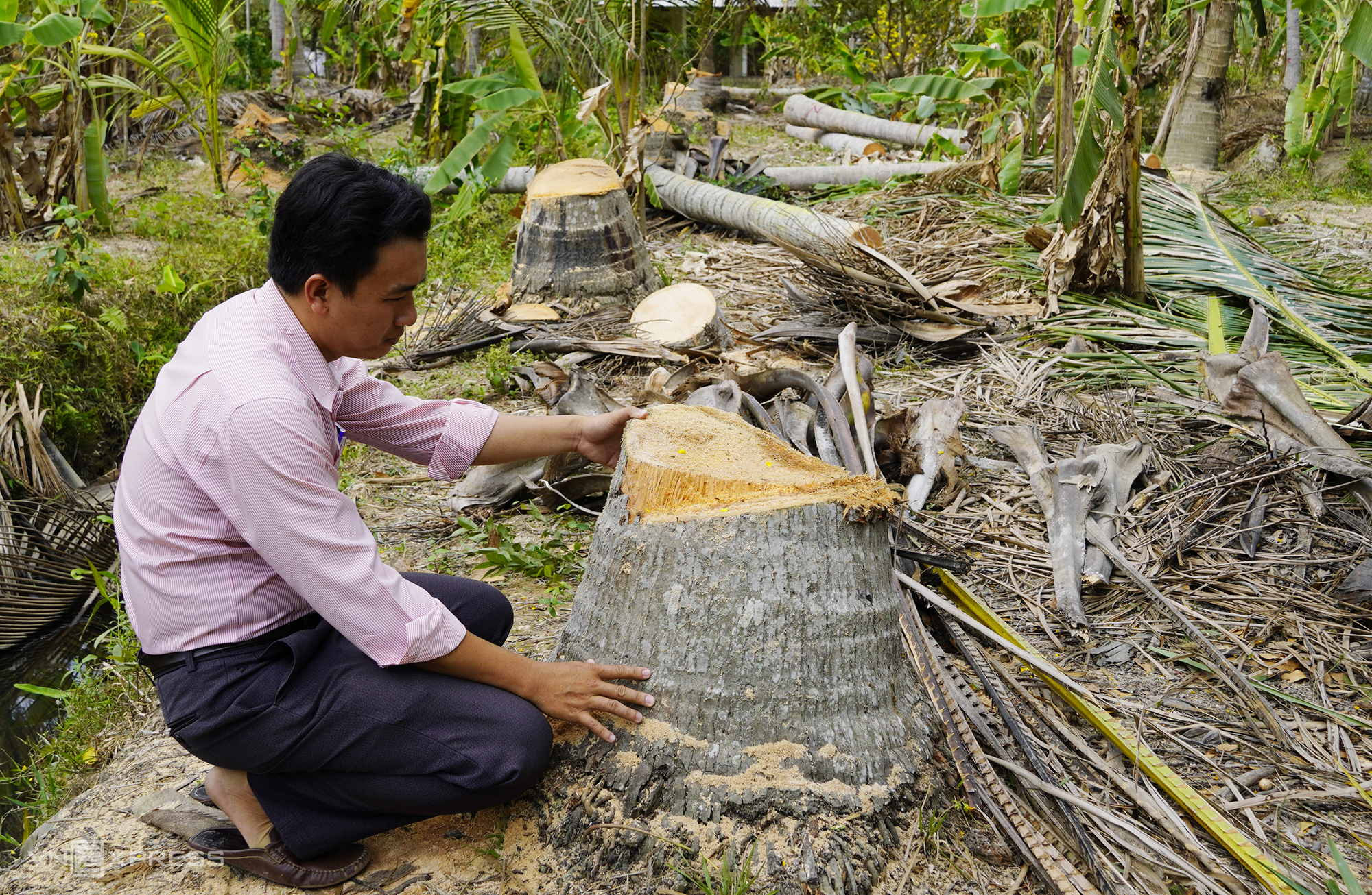 Чиновник в коммуне Хыу Динь района Чау Тхань находится в кокосовом саду, где большинство деревьев было срублено из-за нашествия черноголовых гусениц в марте 2021 года. Фото: VnExpress/Hoang Nam.