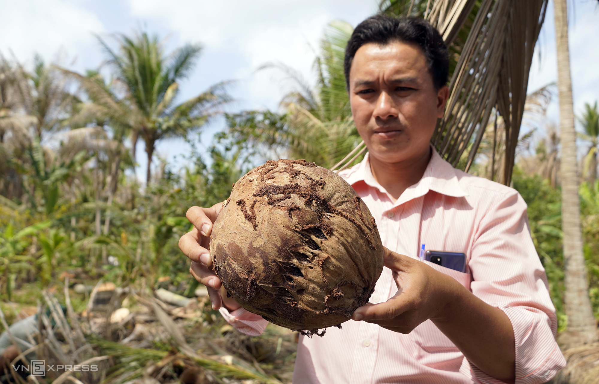 Кокосовый плод с дерева, на которое напали черноголовые гусеницы в провинции Бен-Че. Фото: VnExpress/Hoang Nam.