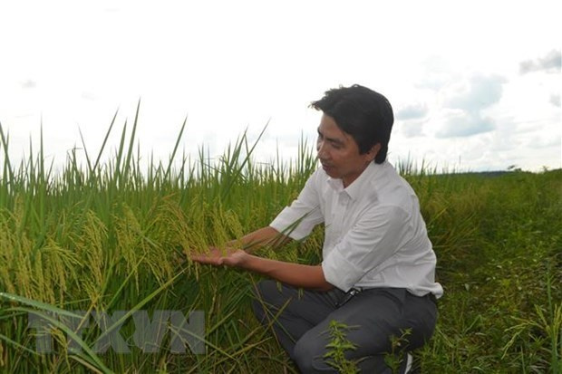 Рисовое поле ST24 в общине Хынгфыок, уезд Будоп, провинция Биньфыок. (Фото: ВИА)