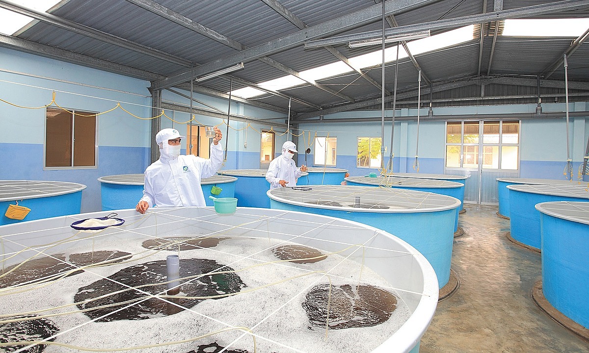 Инкубаторий креветок Минь Фу в южной провинции Ниньтхуан. Фото предоставлено АО 