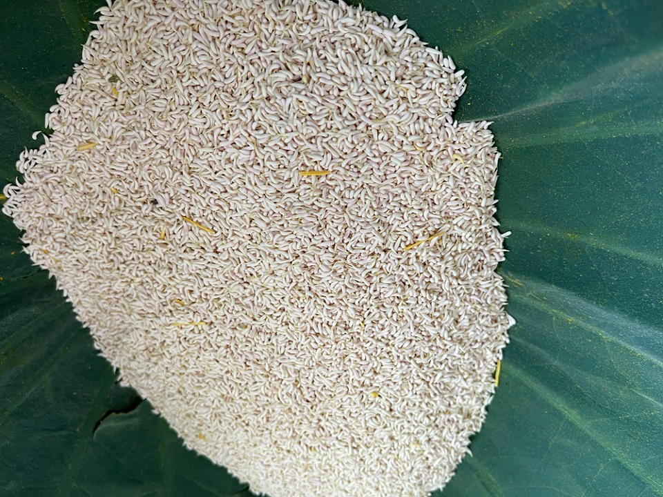 Пыльник белого лотоса, незаменимый ингредиент лотосового чая. Фото: Тхой Нгуен