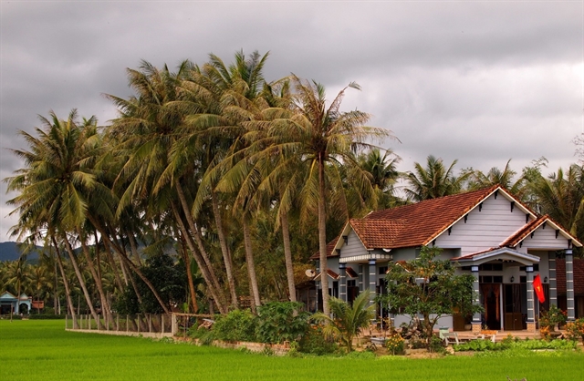 В районе Там Куан много кокосовых деревьев, которые являются основным ингредиентом для местных деликатесов, таких как розовый торт. Фото tintucbinhdinh