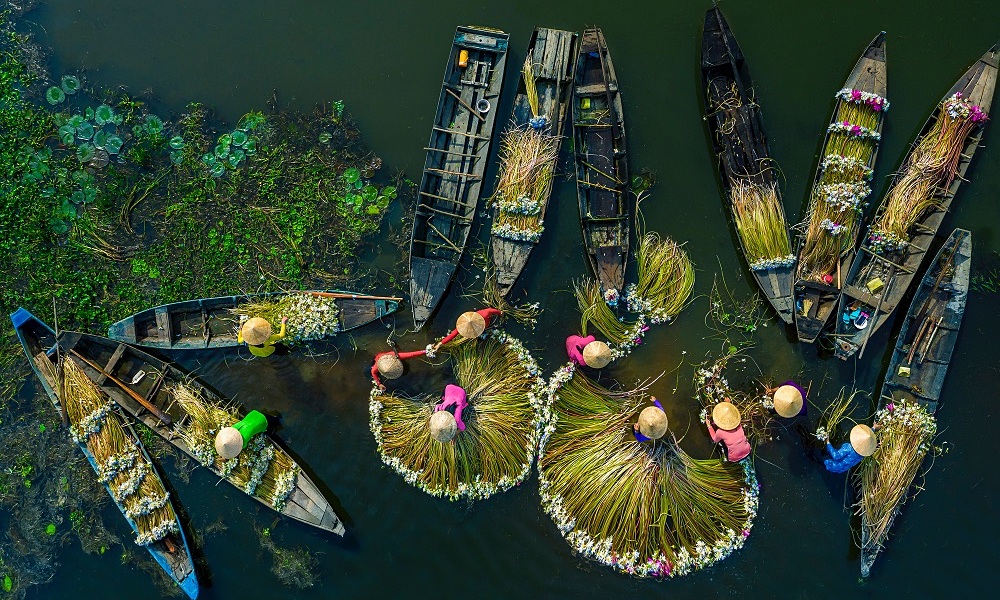 На фотографии, сделанной Кхань Фан, изображены женщины, собирающие водяные лилии в пруду в провинции Лонг-Ан.