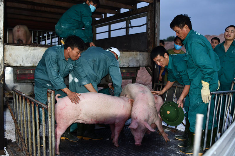 Во второй половине 2020 года Вьетнам импортировал более 447 000 живых тайских свиней.