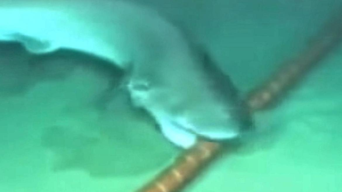 Акулы иногда принимают подводные кабели за добычу и прогрызают их.
