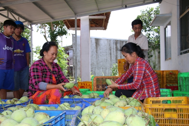 Фермеры в провинции Донг Тхап сортируют манго на экспорт. Фото: vnexpress.net