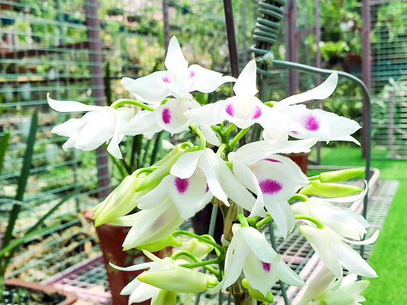 Цены на пятилепестковую орхидею-мутант Phu Tho и другие пятилепестковые виды упали до 50 000-200 000 донгов ($2,2-8,8) за сантиметр.