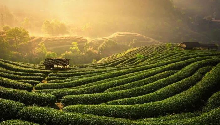 Чайная ферма Тан Кыонг в городе Тхай Нгуен во Вьетнаме