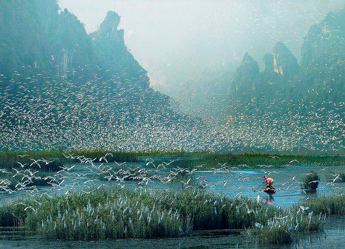 Сезон аистов в лагуне Ван Лонг в Ниньбине. Фото Нгуен Данг Хао