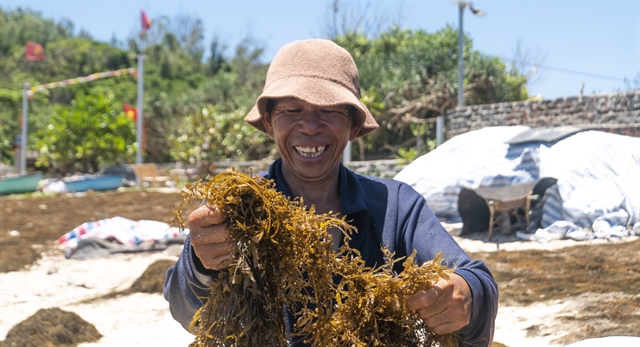 СЕЗОН СБОРА УРОЖАЯ: Рыбак Нгуен Хоанг, 51 год, из деревни Чау Тхуан Бьен, коммуна Бинь Чау, рад успешному сезону водорослей в этом году. Фото: VNS Фам Ань
