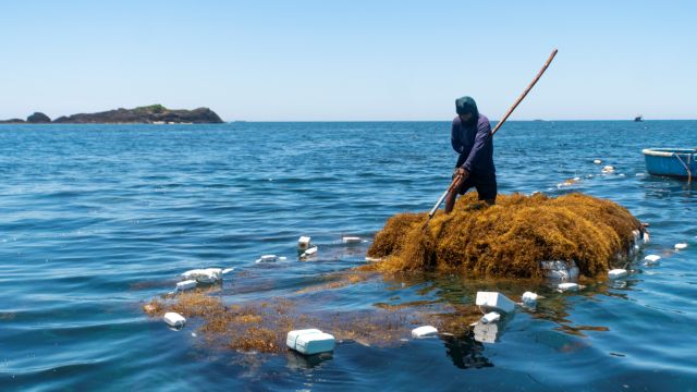 ЩЕДРОСТЬ ОКЕАНА: Рыбак использует длинный шест для вылавливания водорослей и помещает их на близлежащий плот. Фото: VNS / Phạm Anh