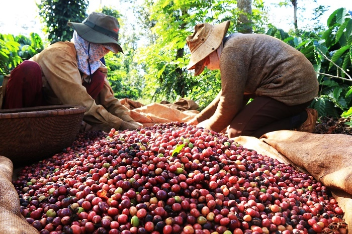 Фермеры собирают урожай кофейных зерен. Фото любезно предоставлено Министерством промышленности и торговли.