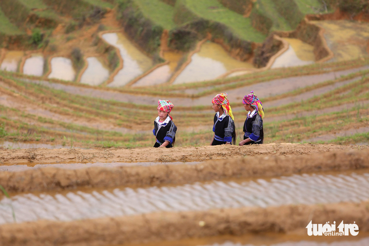 Местные жители идут по затопленным рисовым полям в районе Му Канг Чай, провинция Йен Бай, Вьетнам. Фото: Tuoi Tre