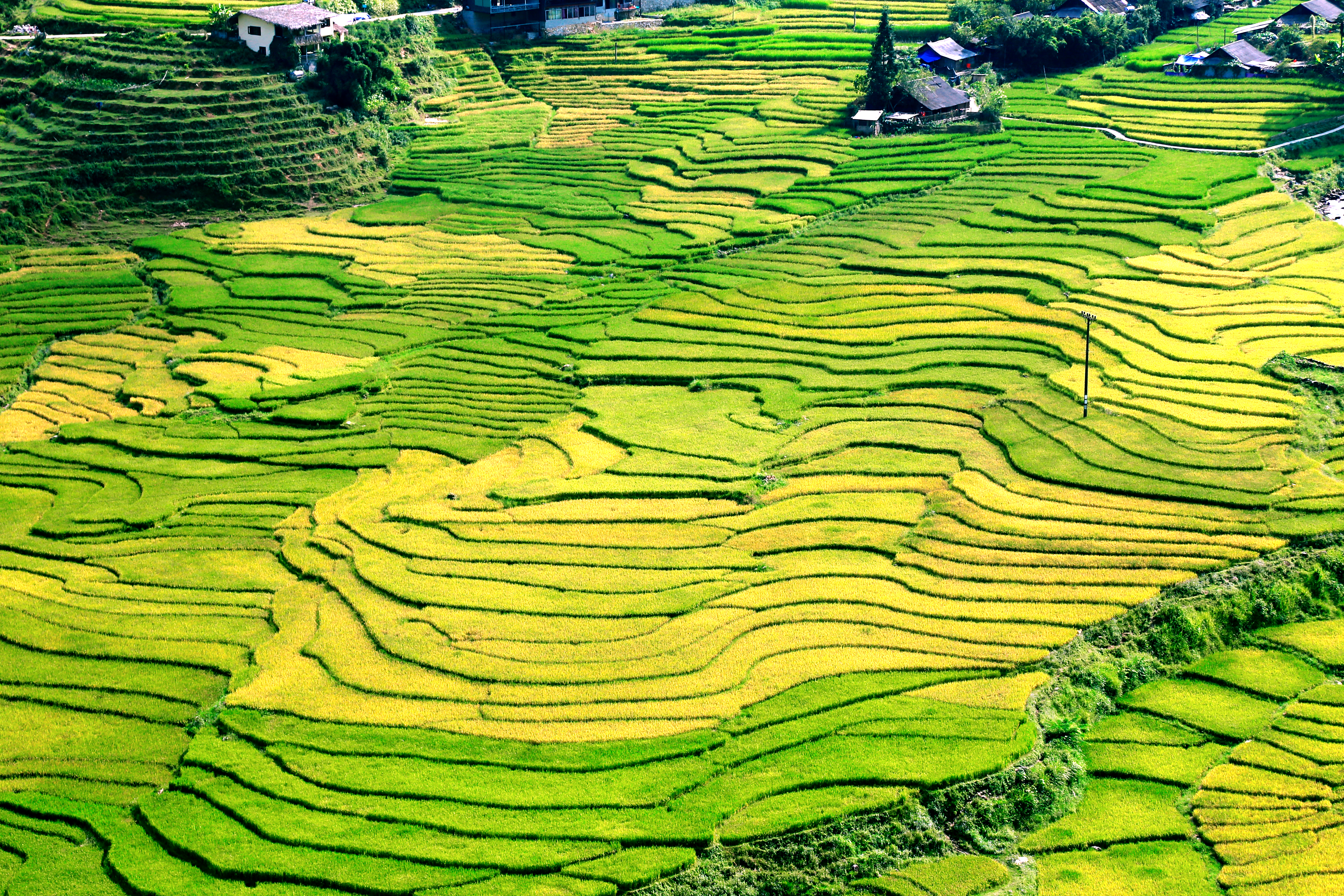 Красота «золотого сезона» в долине Мыонг Хоа в Са Па, провинция Лаокай, северный Вьетнам